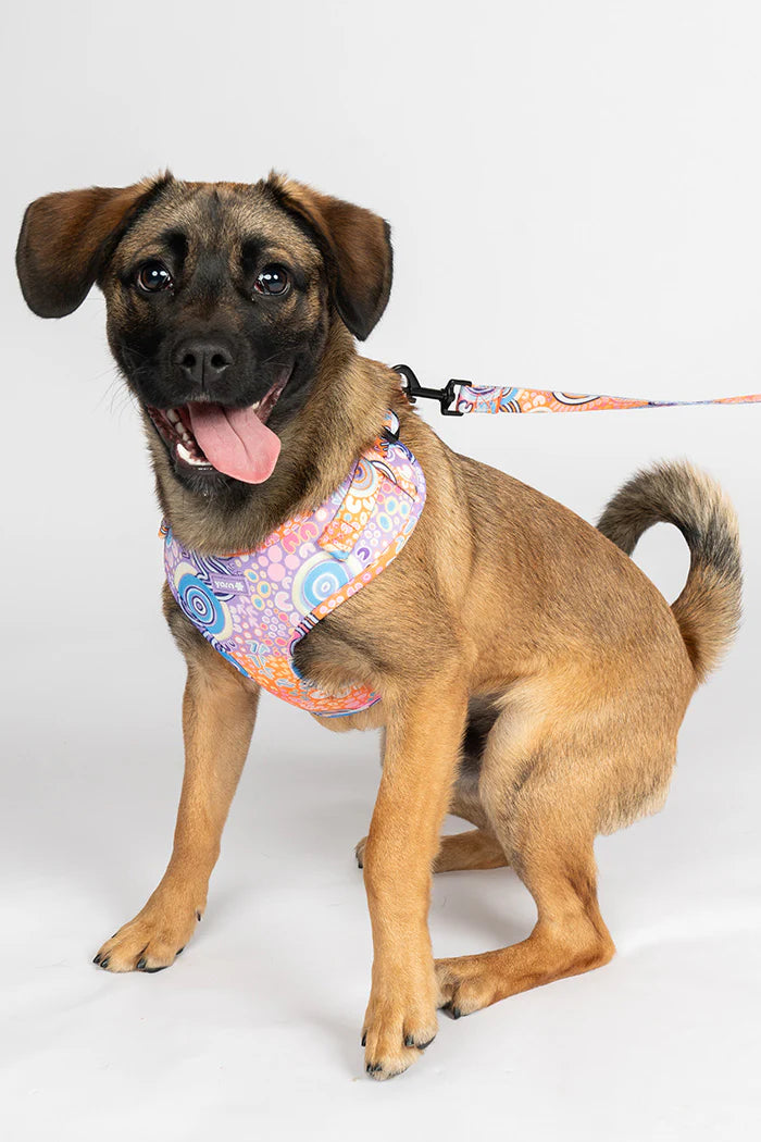 aboriginal dog leash and harness