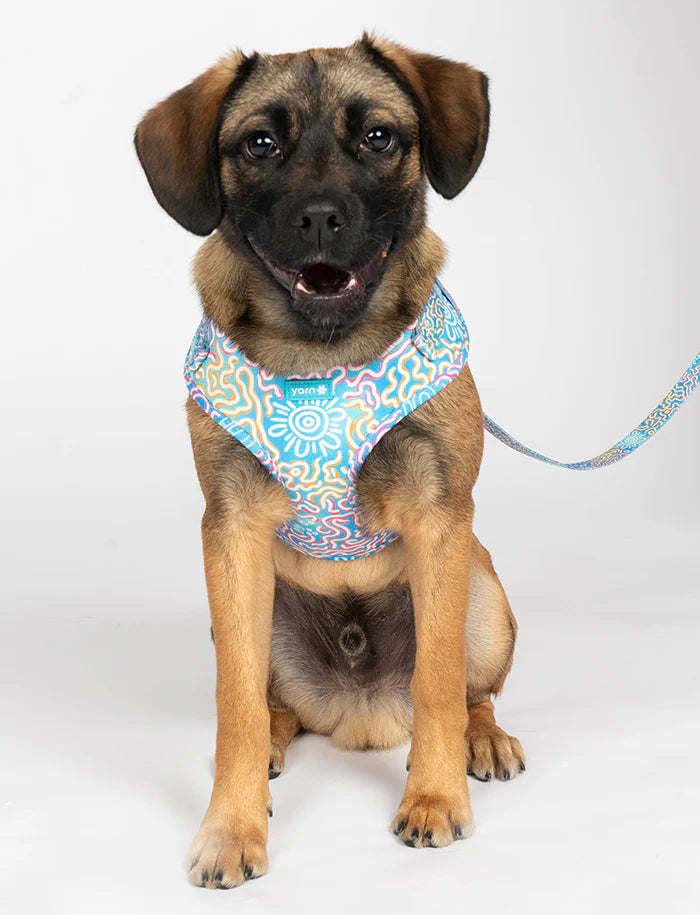 aboriginal dog leash and harness