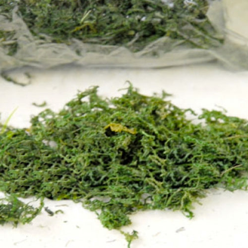 dried moss